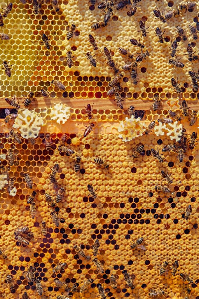 bees, insects, macro, honey bees, winged insects, beehive, honey, swarm of bees, wings, hive, brood, hymenoptera, entomology, close-up, bee keeping, world bee day, honeycomb, bees, honey bees, beehive, honey, honey, honey, honey, honey