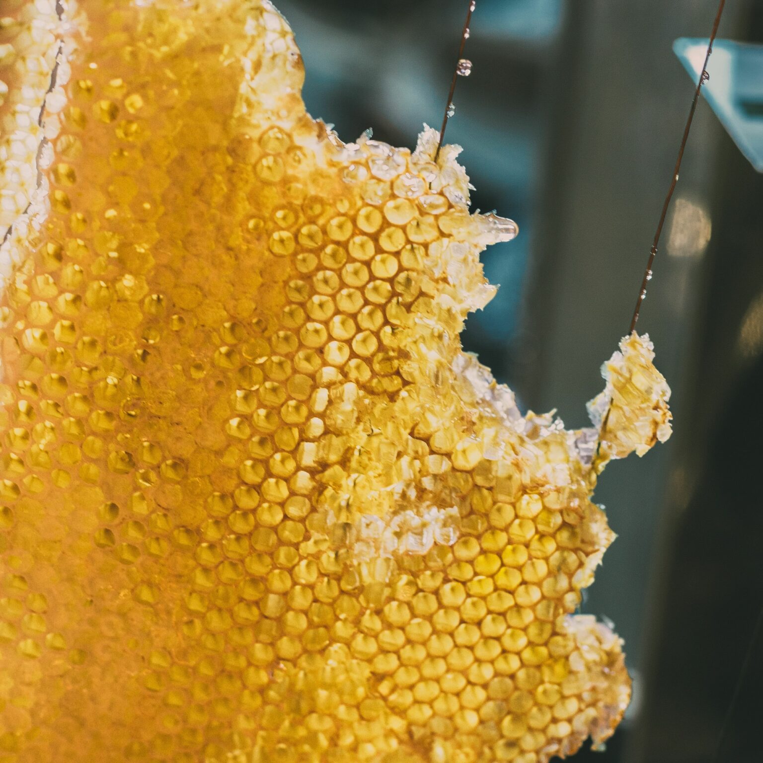 Golden honeycomb close-up with honey dripping against a blurred background.