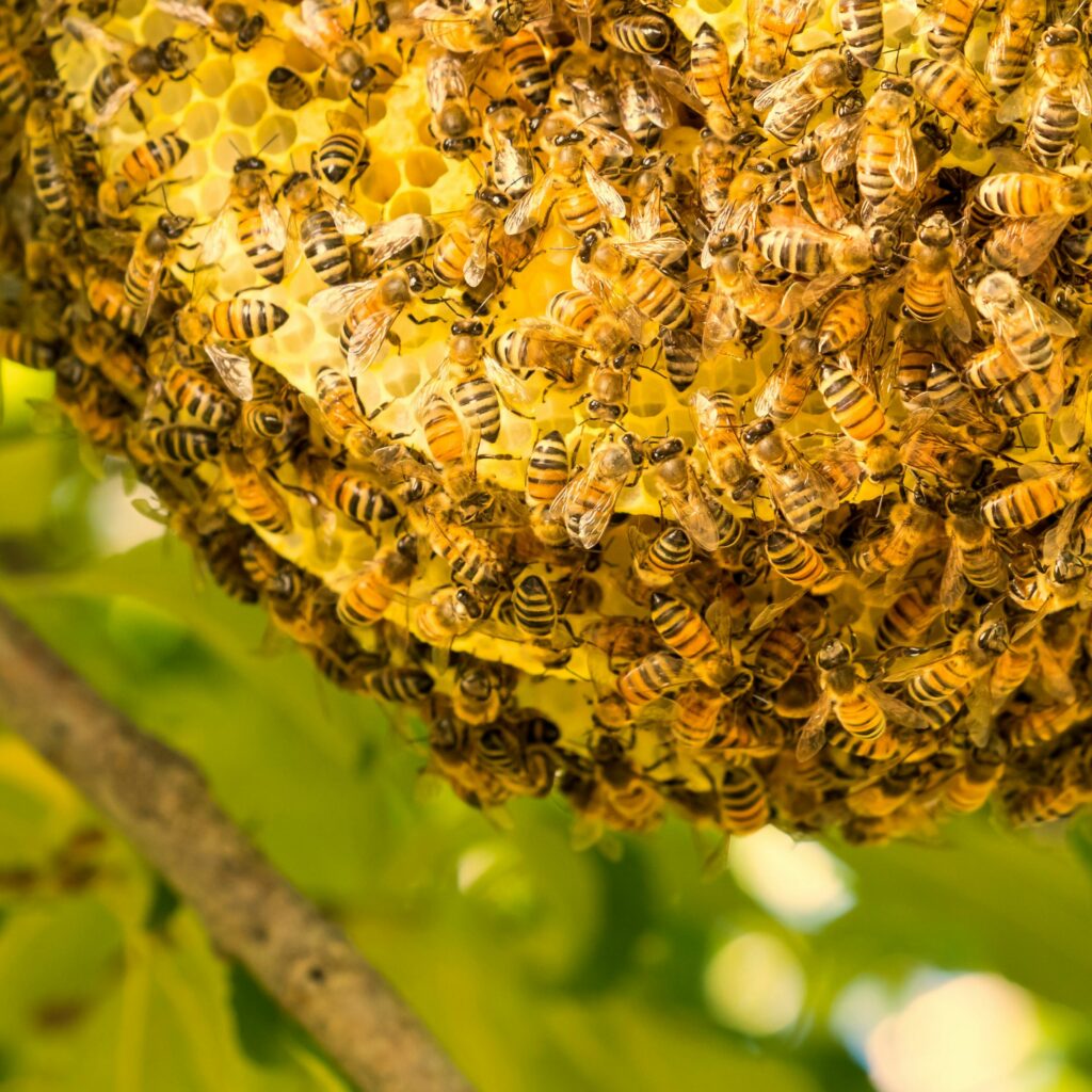 A vibrant image of honeybees clustering on a honeycomb with lush green leaves.